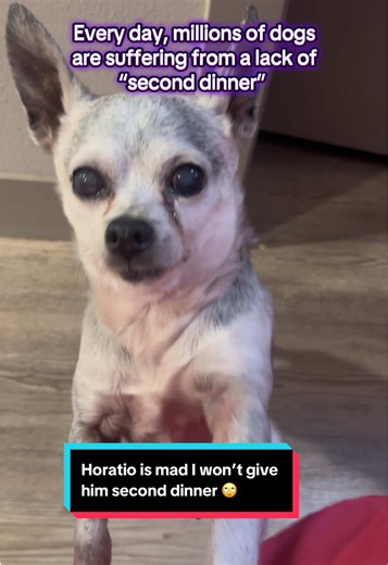 This is my 14 year old rescue chihuahua, Horatio. I make Horatio’s food from scratch every week. He eats 3 times a day so he doesn’t have to go too long between meals. But he wants you to know that he NEEDS second dinner and that I’m very mean because I won’t give it to him.