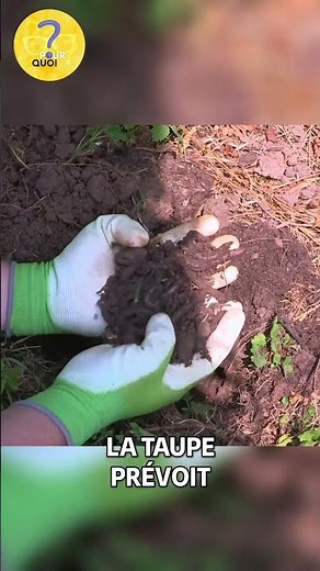 Découverte incroyable! La méthode secrète de la taupe...