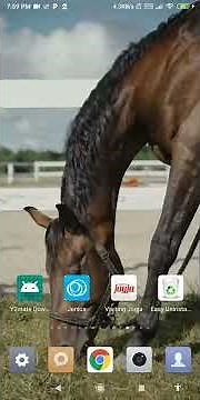 cool horse wallpapers