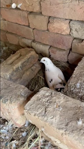 “I built a safe nest for my pigeon. Did I do the right thing?” 🕊️#pigeon #pigeonsupplies