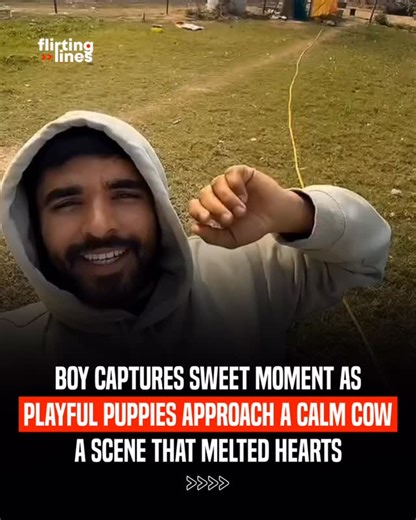 Flirting Lines on Instagram: "A sweet and heartwarming moment was captured when a group of playful puppies tried to rush toward a calm cow. Despite the puppies’ energetic moves, the cow remained gentle and unbothered, standing peacefully throughout the interaction. The contrast between the puppies’ excitement and the cow’s patience made the clip instantly lovable. Viewers online are praising the moment as a beautiful example of innocence, tolerance, and coexistence in nature. The video has been 