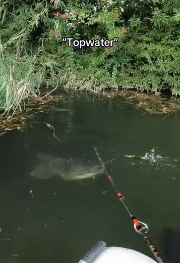 Catfishing with the Whopper Plopper Lure