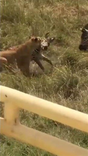 Epic Animal Power Struggles#animals