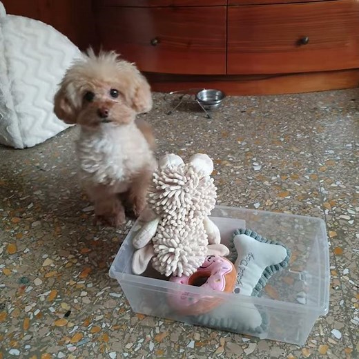 Joy barboncino toy - mette in ordine i giocattoli