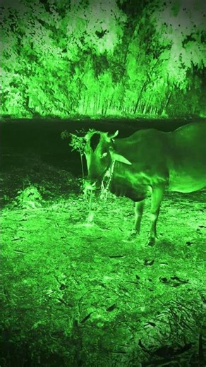 Very Scary Horror Ghost Sounds #ghost​ #Horror​#cow