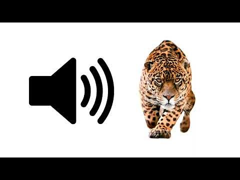 Jaguar - Sound Effect | ProSounds