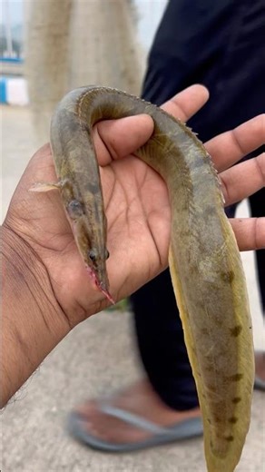 🐉Do Not Touch! Most Dangerous Fish in the Canal! #fishing #shorts #fishingtutorial #viral #fishing