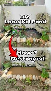 DIY Lotus Koi Pond Destroyed #diy #fishtank #lotus #lotusflower #koifish #aquarium #aquascape