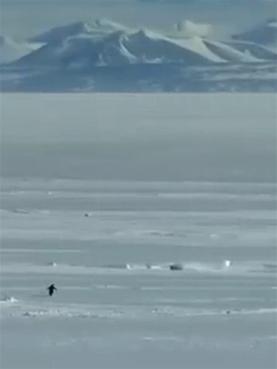Motivación en las Alturas: El Montañés Pingüino