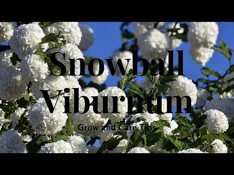 Snowball Viburnum: Grow and Care Tips