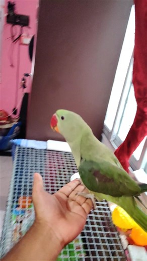 টিয়া পাখিকে পোষ মানানোর জন্য Best tips 🦜🦜🦜#parrot #parrottalking #parrotlover #shorts #birds #viral