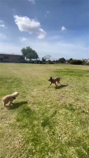 10 month old red heeler learning to catch a frisbee... #Shorts #ivanaramirezm