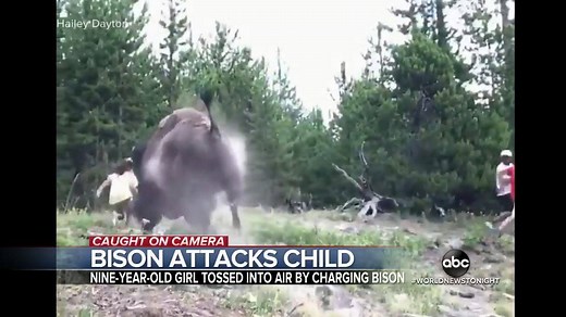 BISON ATTACKS CHILD: A 9-year-old Florida girl is recovering after she was charged and thrown by a bison at Yellowstone National Park, with the frightening moment caught on camera and authorities again warning visitors to stay clear of wildlife. Clayton Sandell ABC News reports. https://abcn.ws/2YhQxX4 | ABC World News Tonight with David Muir