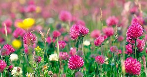 The Outer Hebrides Machair