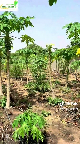 #agriculture #malitiktok🇲🇱 #pourtoi #entrepreneur #vues #tiktokviral #viral_video #business @Hassane TRAORE Officiel @yirini Hassane @Mali yirini @Niare Siriman @officielle @Mr. Mohamed KANE