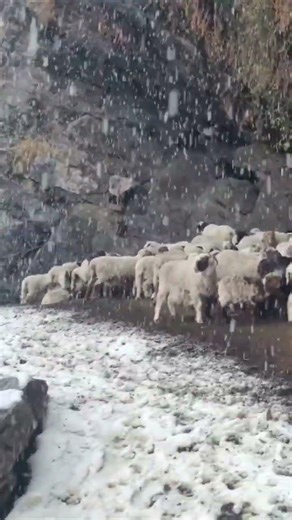 Sheep found the perfect rock cave shelter during heavy snowfall 🏔️❄️ #snowfall #shorts #mountains