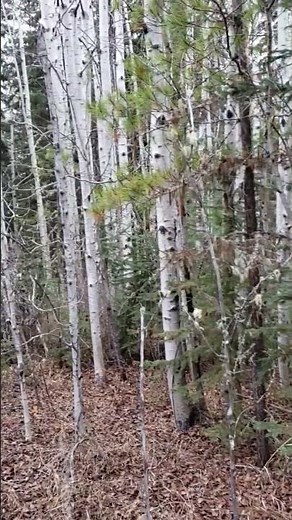 A poplar grove hidden among the spruce