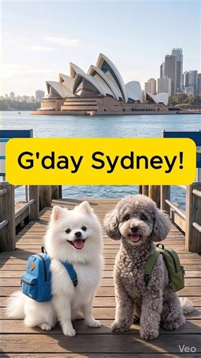 Two Pups in Sydney! 🐶 White Pom & Silver Poodle Explore the Opera HouseSydney #cutepuppy