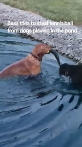 4.9M views · 132K reactions | Two dogs named Buddy and Chief were playing ball by the pond when the ball wound up in the water. A bass fish appeared and started playing with the ball when its teeth got stuck in it. When Buddy swam across to retrieve the ball, he ended up picking the bass up along with the ball and carrying it back to land. The bass was later removed from the ball and put back into the pond. | Jukin Copyright Management | Facebook