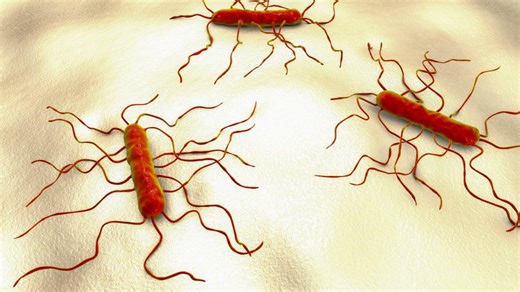What is Listeria?