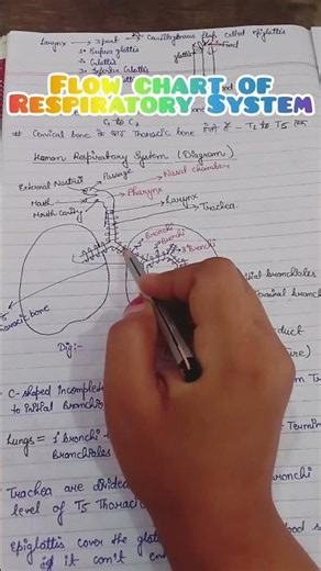 Human Respiratory System Flow Chart | Easy Trick | Biology One Shot | NEET | UP TGT | PGT | Class 11