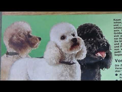Versandhauskatalog 1974 Quelle Ausschnitt : Hunde aus dem Katalog