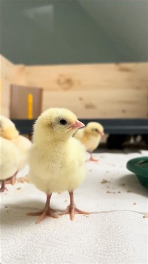 DIY brooding box with viewing window #chicks