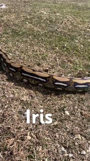 Reticulated Python Iris #reticulatedpython #python #iris #snake