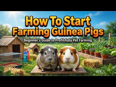 How To Start Farming Guinea Pigs