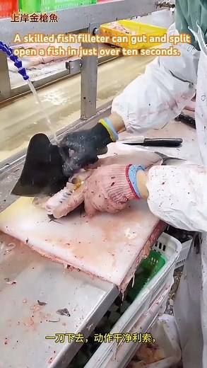 A skilled fish filleter can gut and split open a fish in just over ten seconds.