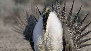 Sage-Grouse Display Lekking Behavior