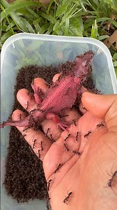 Emergency Rescue Mission: Lizard Vs Bullet Ants