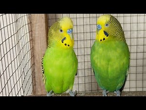 5 Hours of Parakeet Sounds and Playtime | Relaxing Budgie Chirping & Fun Moments