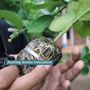 Cara mencangkok | Grafting Examples