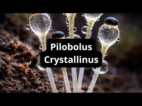 Pilobolus crystallinus