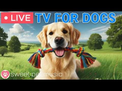 🔴24 Hours of Dog TV🎵🐶Calming Music for Dog Sleep🐾🩷Soothing Music to Ease Dog Stress & Anxiety