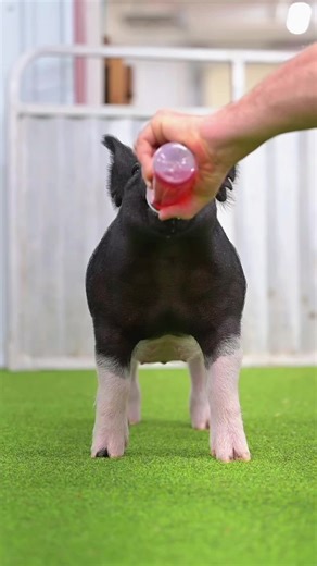 Capturing the Joy of Baby Pigs in Livestock Photography