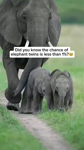 Elephants Rescue Sanctuary 🐘 | The chance of baby elephants being born as twins is extremely rare—less than 1% of all elephant births. Elephants usually give birth to... | Instagram