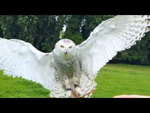 FALCONRY/OWL TRAINING:SNOWY OWL FLYING IN SLOW MOTION! (EXTENDED VERSION)