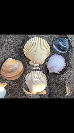 77pvndux on Instagram: "Very spe-shell 🐚 #loveqoutes #explore #trending #fypシ #love #Igreach #forever #viral #reels #shell"