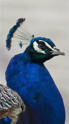 Experience FENIX® J0754 Blu Fes