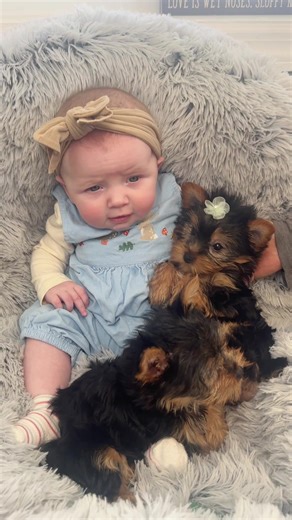 Cuteness Overload: Meet Adorable Yorkie Puppies!