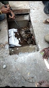 36K views · 203 reactions | Massive Indian rock python rescued from drain! #Python #Snake #VIral #IndianRockPython | In Goa 24x7 | Facebook