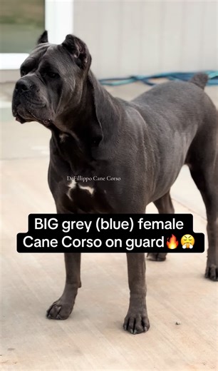 Cane Corso Guarding: Big Grey Female Dog