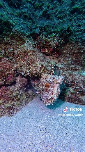 Amazing Facts About Octopuses: Nature's Smartest Sea Creatures