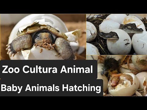 Watch the hatching of eggs. Born baby from Egg 🐣 COMPILATION // chicken, turtle, snake, insect...