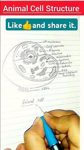 Animal Cell diagram #stepbystepdrawing #cbse #biology #class11#biologydiagrams #easydrawing#yt