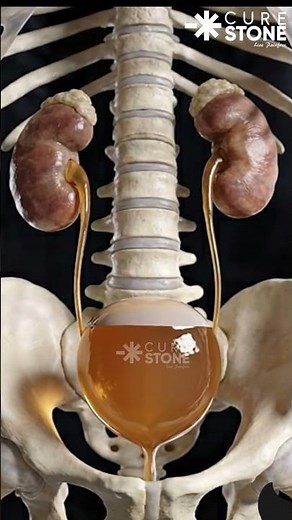 How urine is formed in our kidney animation