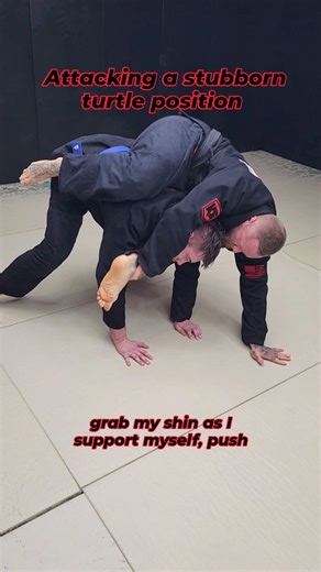 Zach Striplin on Instagram: "Attacking the turtle with a little style points. The perch is something that actually works and is a quick way to catch unsuspecting opponents off guard. I'm pulling from my 4 finger grip as I push my feet through simultaneously. Immediately running my hand around the collar to a thumb in grip, shooting my leg through and gripping the pant leg, to then lock over the shoulder for one of my favorite chokes the bow & arrow. After that I'm simulating him trying to shake