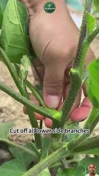 Garden Rules You Must Follow 🌱 Grow Healthier Plants & Bigger Harvests!